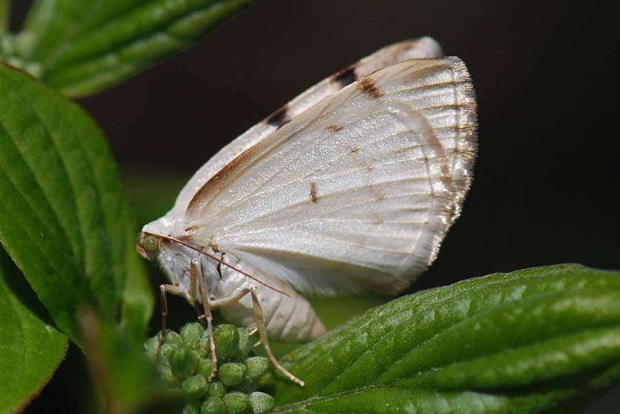 Notturna da Id. : Lomographa bimaculata